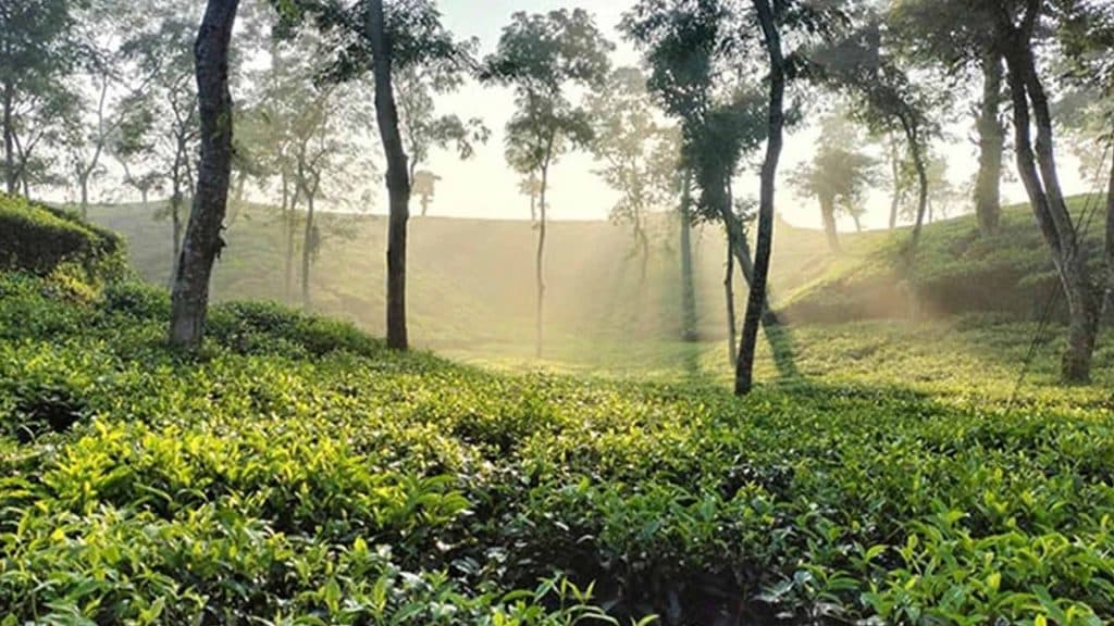 সিলেট বিভাগ – সবুজে ঘেরা শান্তির এক স্বর্গভূমি